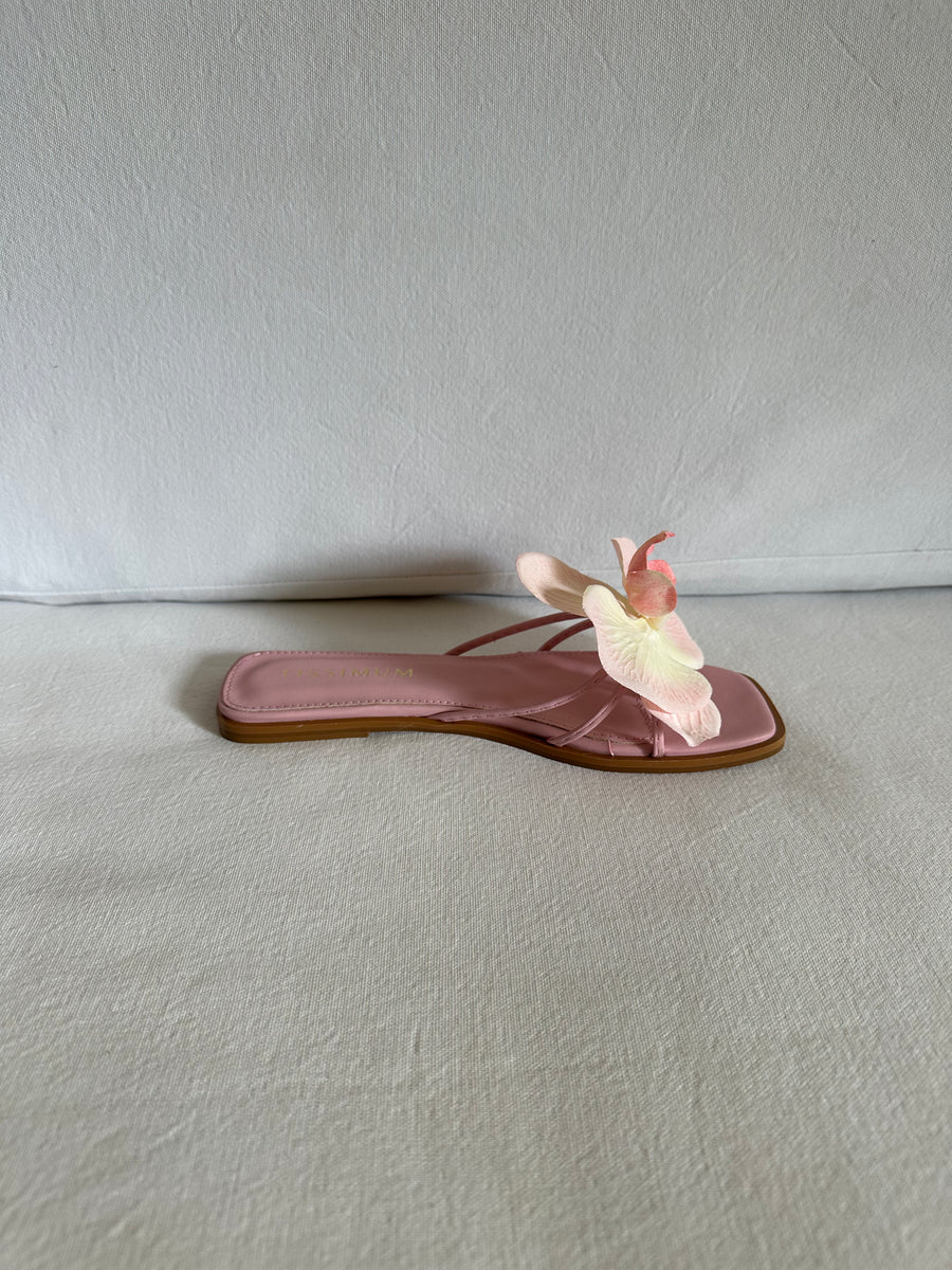Orquídea Sandal Pink